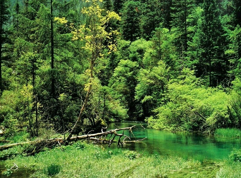 Bosque Primitivo de Jiuzhaigou