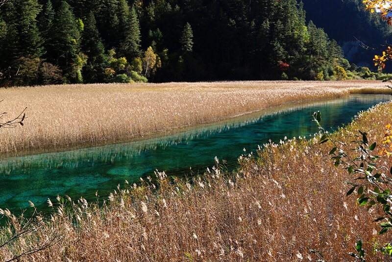 Lago de Junco de Jiuzhaigou